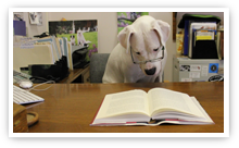 Lily Reading