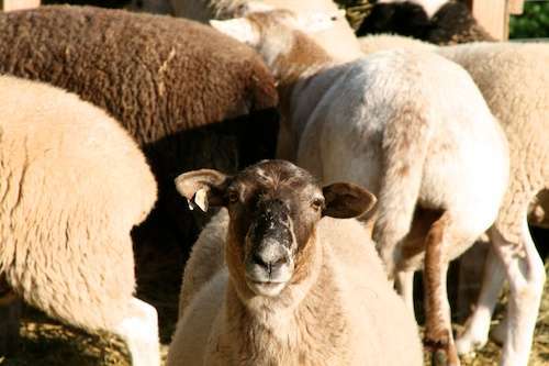 Camel sister #3 9-12