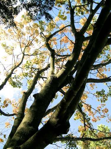 Polly in Tree 10-12