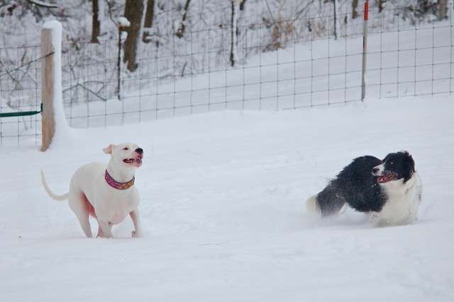 Willie and Lily Chase 3