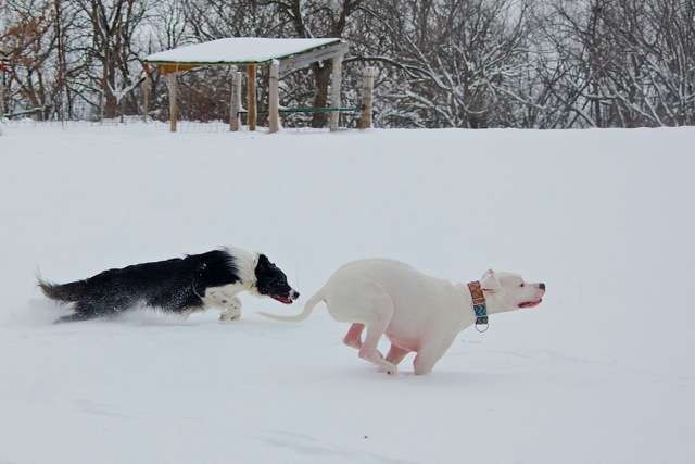 Willie and Lily Chase 1