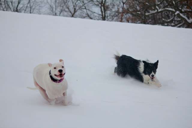 Willie and Lily Chase 2