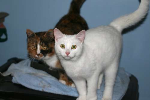 polly & nellie in garage 12-12