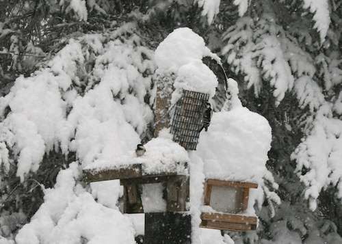 snow on feeder 12-20-12
