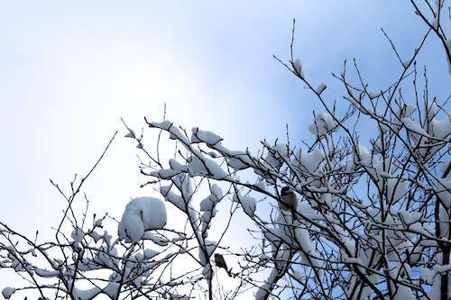 chicka,sky, blue 1-13