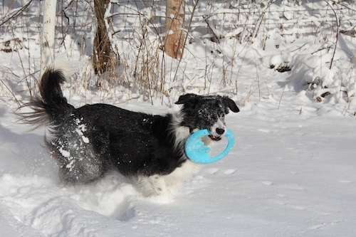 willie, gris, snow 1-13