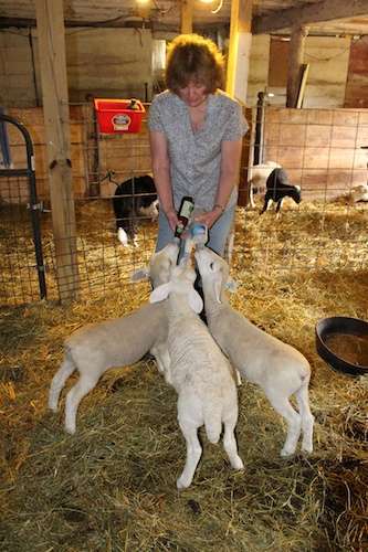 Feeding Triplets 5.31