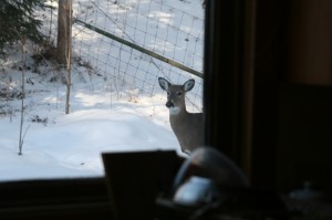 deer out window