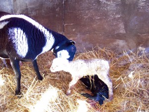 lambs just born