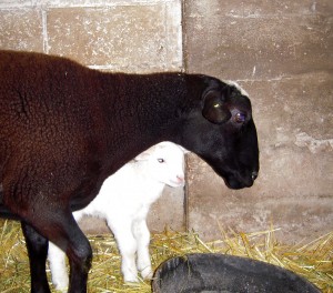 white lamb and ewe