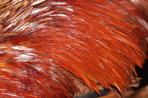 rooster feathers
