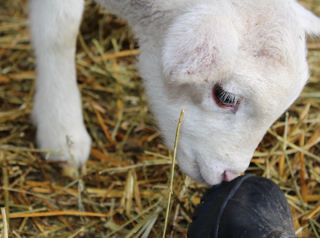 lamb finds boot