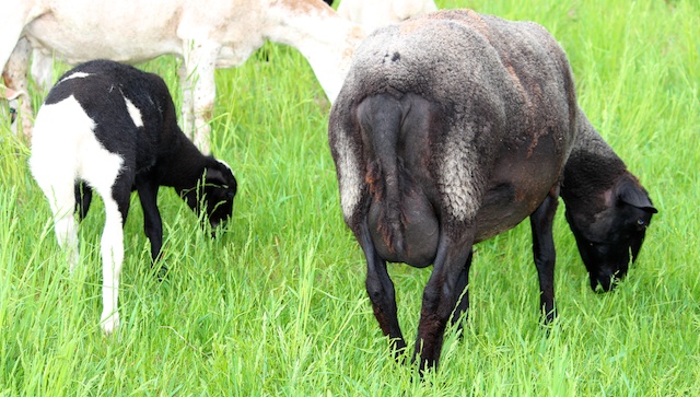 Lady G and ewe lamb 1