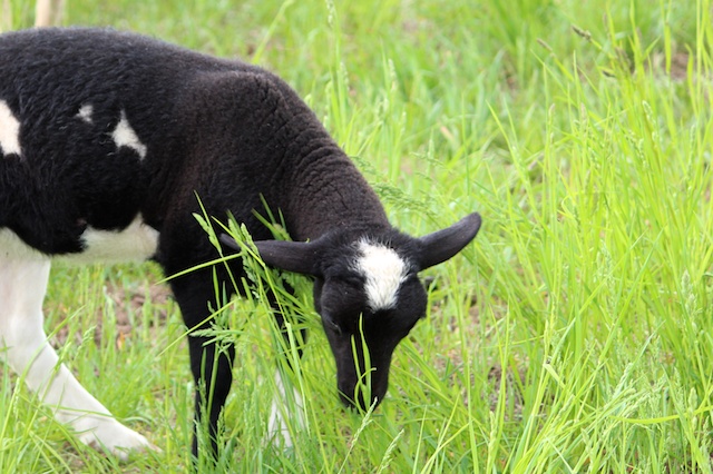 Lady G's ewe lamb 2
