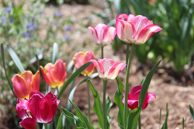tulips 5-13