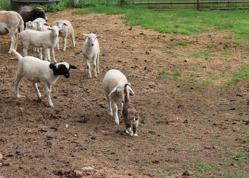 lambs follow nellie 1