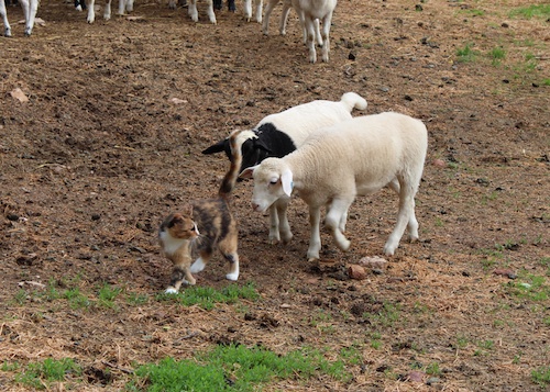 lambs follow nellie 2