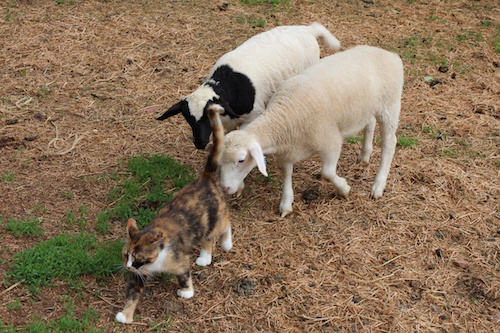 lambs follow nellie 3