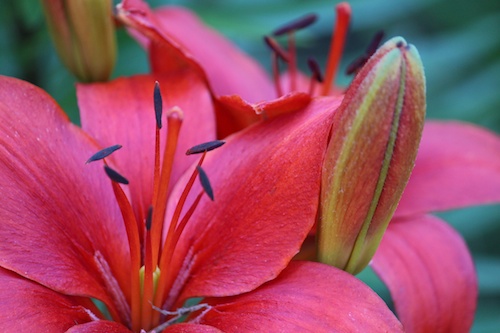 lily close up 6-13
