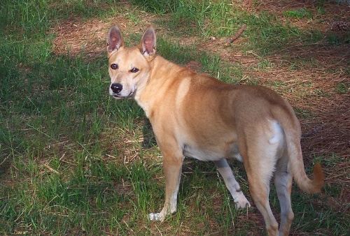 Carolina Dogs Ancient Dogs And Bathroom Behavior The Other