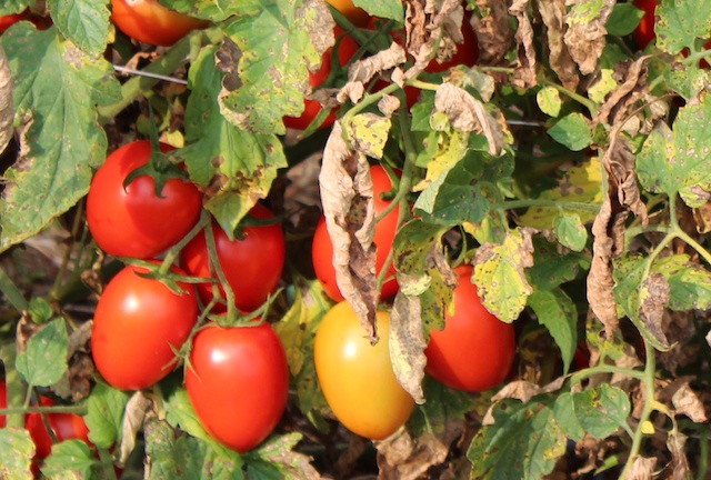 tomatoes 2013