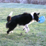 willie and frisbee 12-11