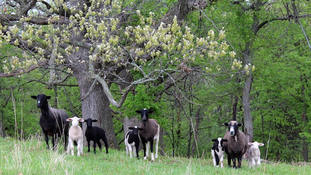 Lambs under Oak 5-14