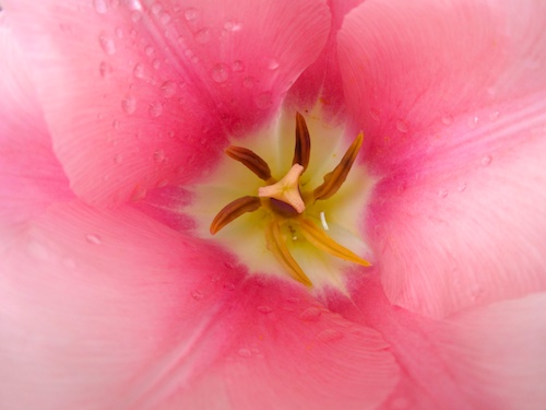 tulip close up