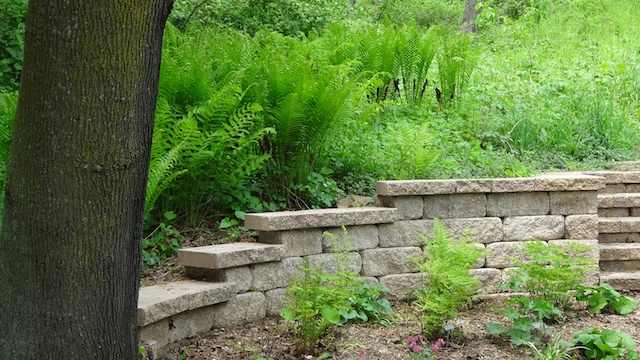 wall and ferns