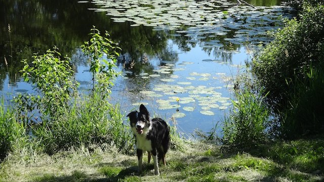 Maggie and pond