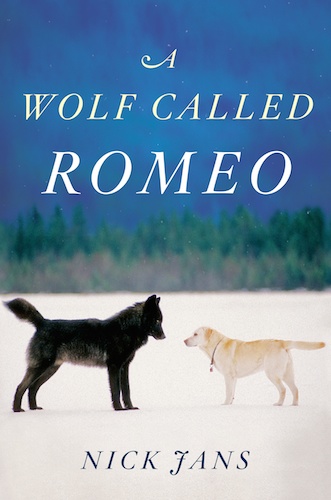 wolf called romeo