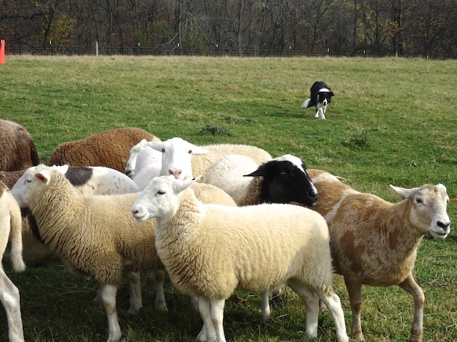 New sheep oct 2014