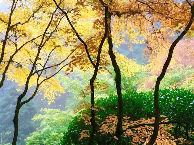 Fall Color  2 Japanese Gardens