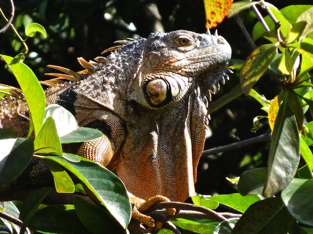 Iguana Male Belize