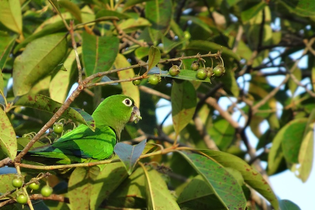 Olive Throated Parakeet Belize