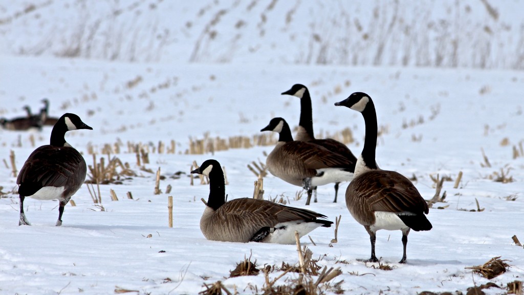 Canada Geese 3-15