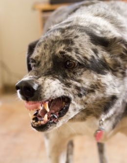 When Is It Time to Put Down a Dog Who is Aggressive to People? - The Other  End of the Leash