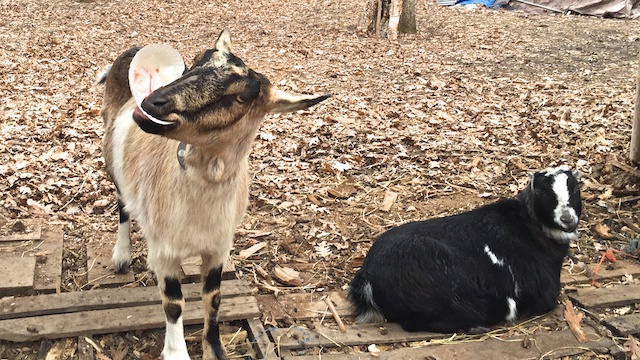dally goats