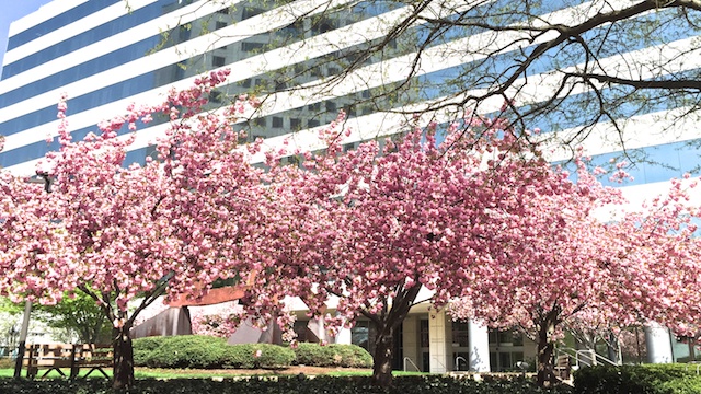 Cherry Blossoms 2 DC 2015