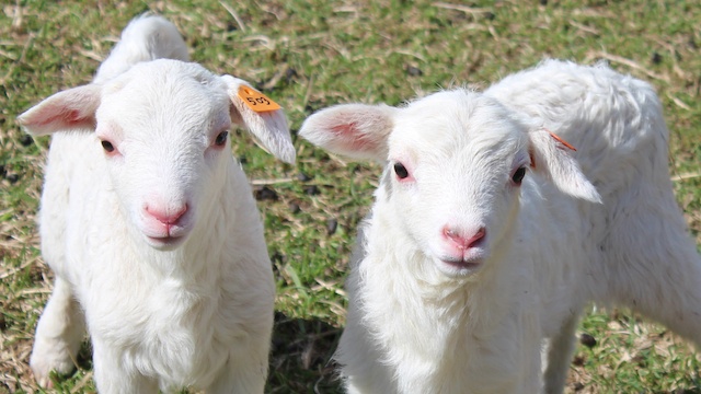 Lambs in GA