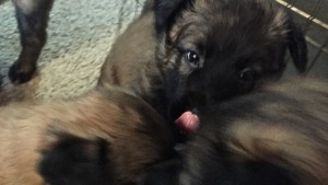 Terv pup tongue
