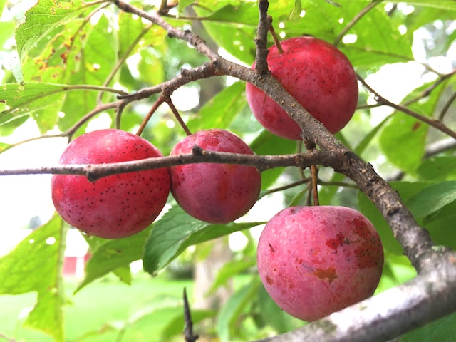 plums 2015