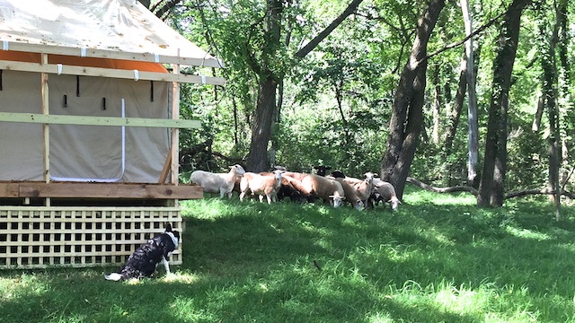 sheep by tent