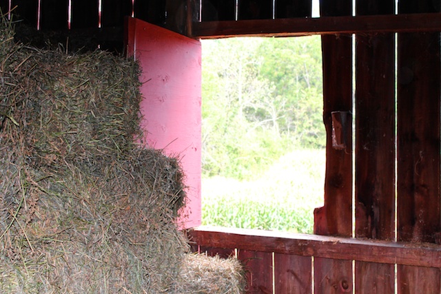 Hay in Barn Sept 2015