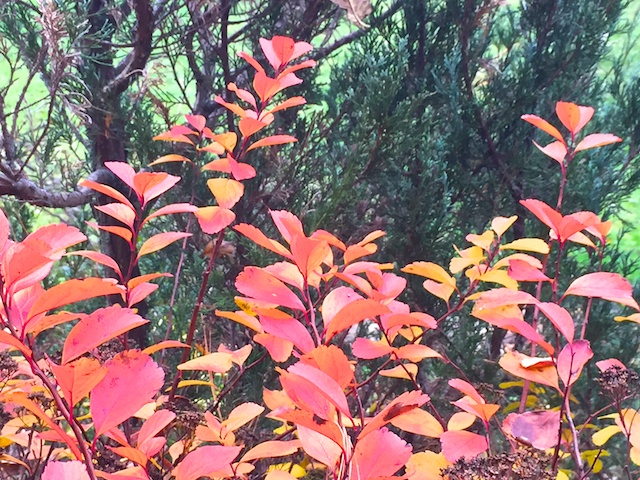 Fall colors corner bush 2015