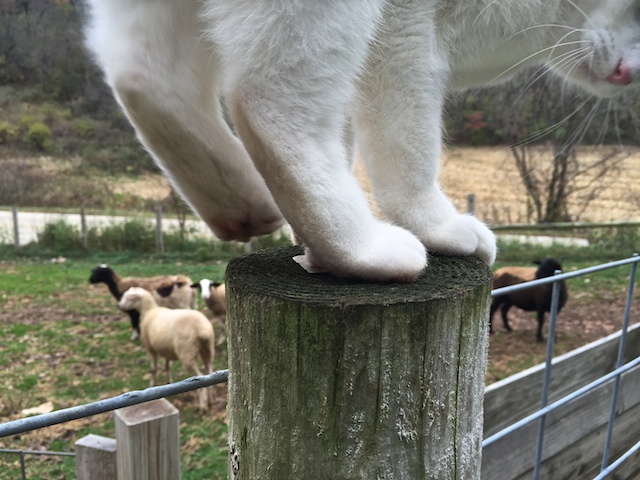 Polly paws front of sheep