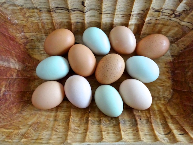 Eggs of Shelterwood