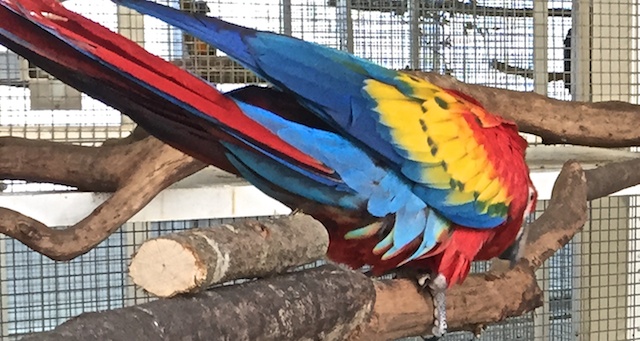 S Macaw Colors