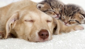 a puppy and a kittens sleeping together