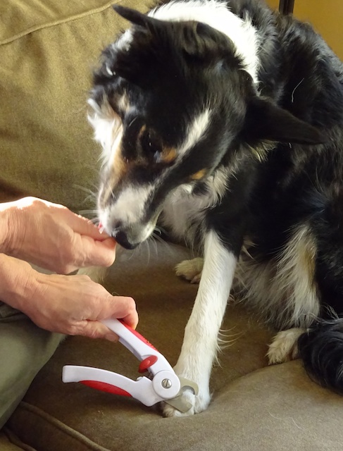 Trimming a Dog's Nails - a 2016 Update - The Other End of the Leash